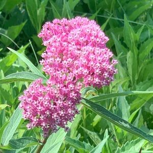 Meet your Posher, Suzanne